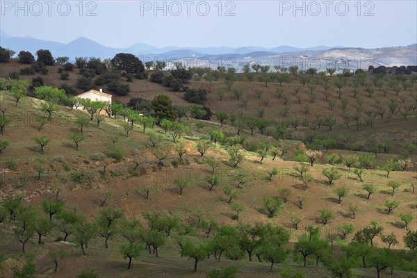 House in the middle of an almond plantation