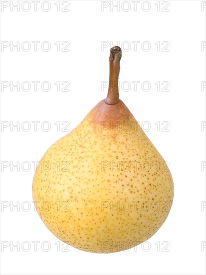 Pear variety Kirchensaller Mostbirne