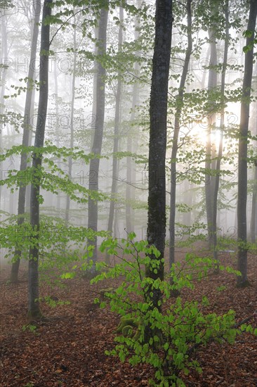 Sunning in a beech forest with new leaves