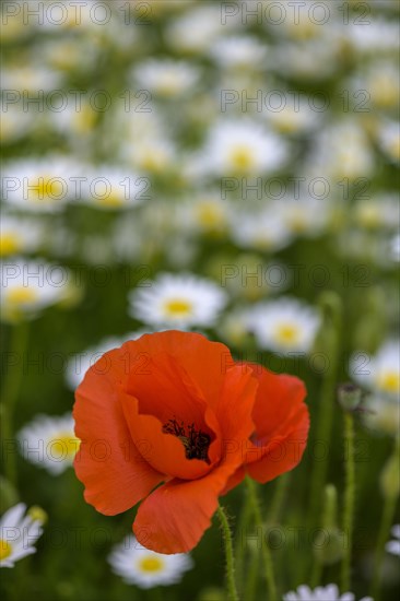 Flowering poppies and marguerites