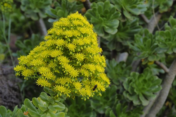 Yellow flower of tree aeonium