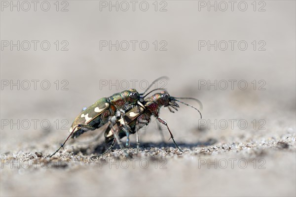 Dune Sand Beetle