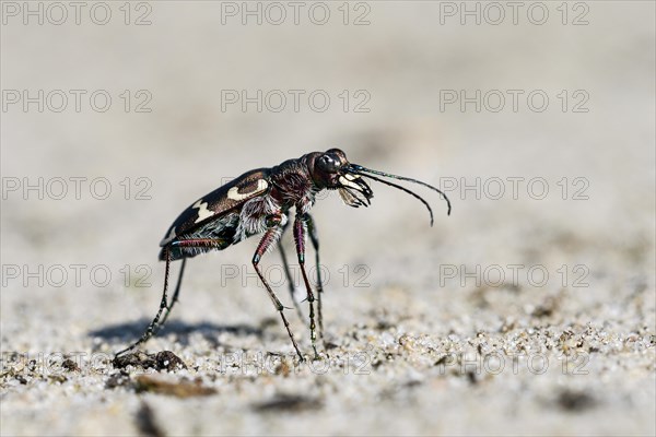 Dune Sand Beetle