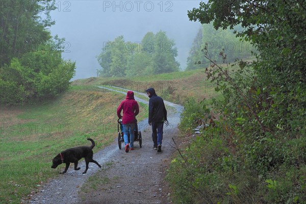 Parents with pram and dog taking a walk on forest path