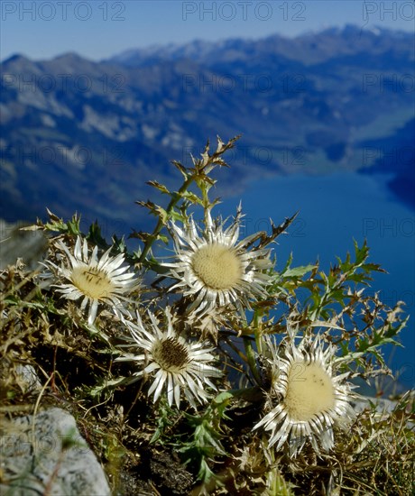 Silver thistle