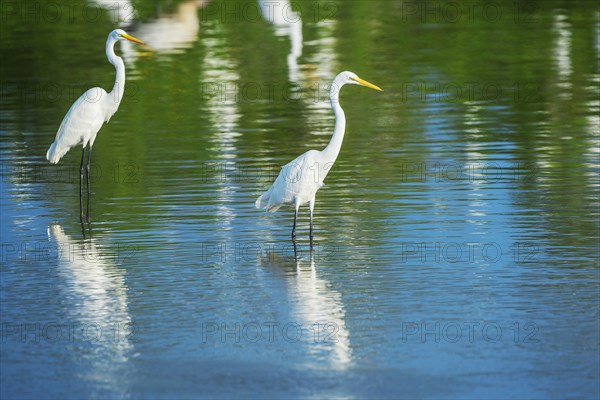 Great white egrets