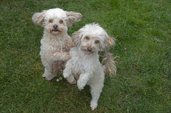 Two Bolonka Zwetna dogs sit up and beg