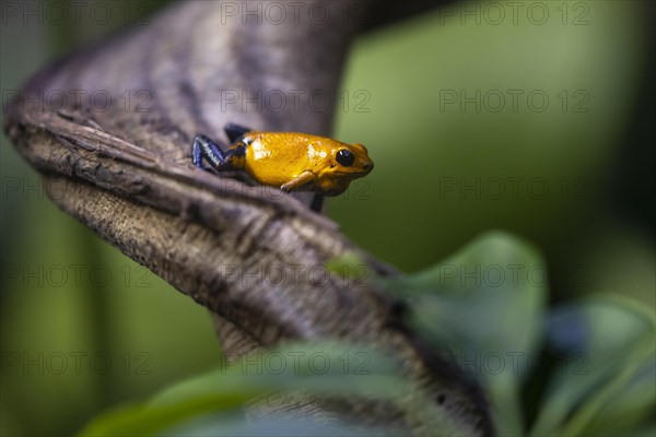 Golden poison frog