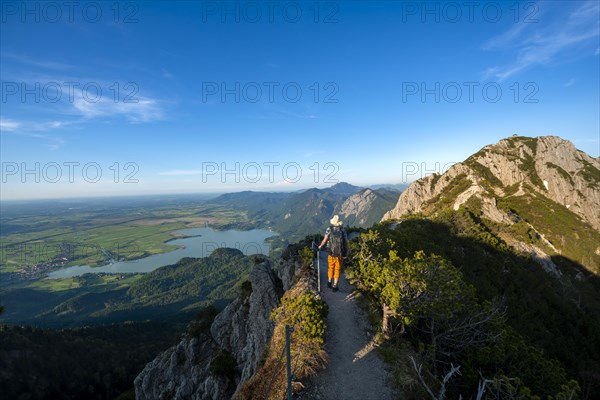 Hiker on a hiking trail between mountain pines