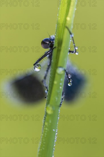 Banded demoiselle