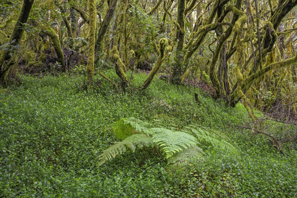 Fern and laurel forest at El Cedro