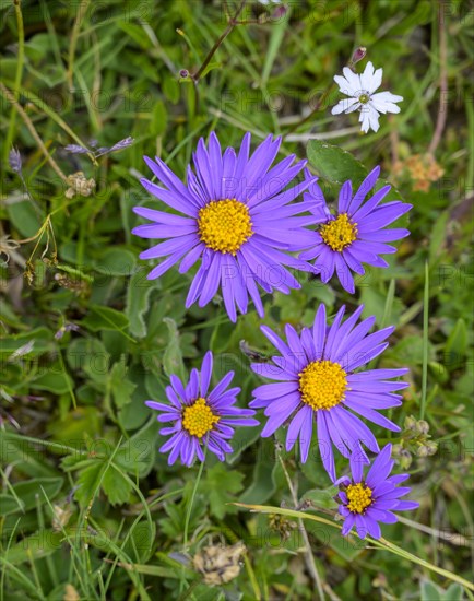 Alpine aster