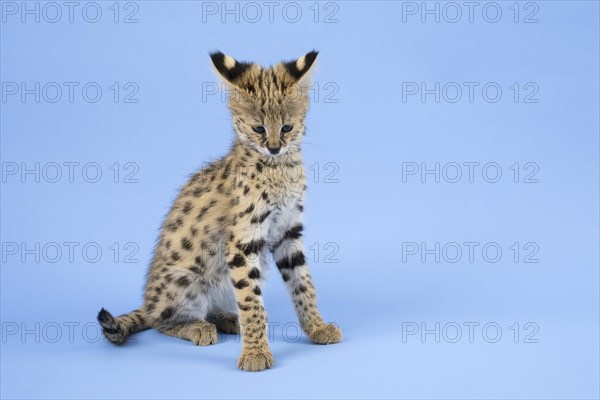 Serval