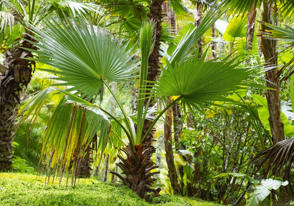 Tree ferns