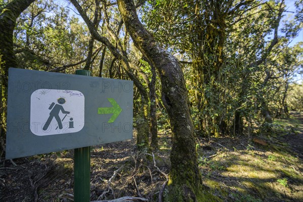 Signpost in the forest