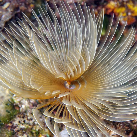 Close-up of tentacle crome of tubeworm screw table