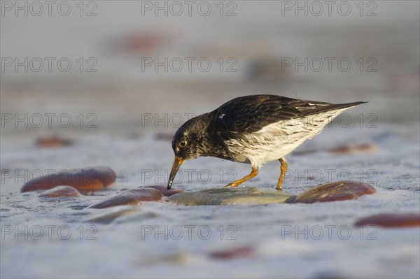 Purple sandpiper