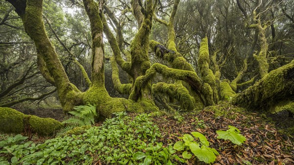 Moss-covered laurel trees in cloud forest