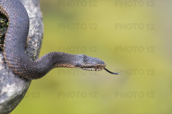 Common european viper