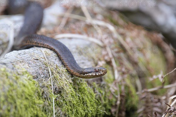 Common european viper