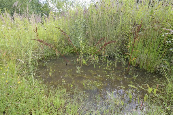 Yellow-bellied toad