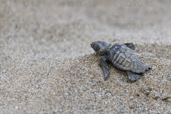 Loggerhead sea turtle