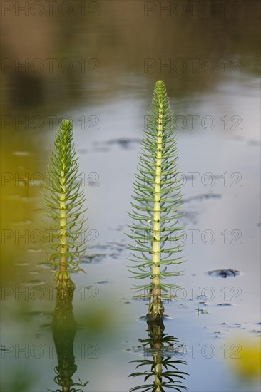 Common common mare's tail