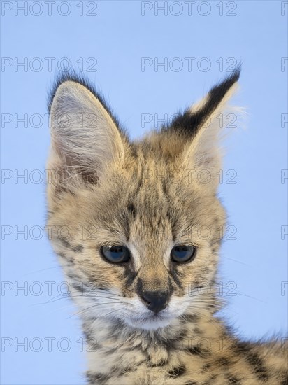 Serval