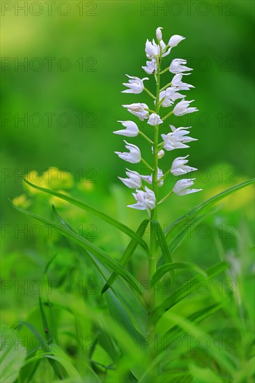 Sword-leaved helleborines