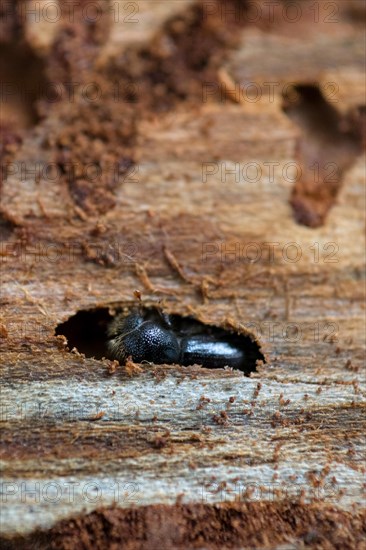 European spruce bark beetle