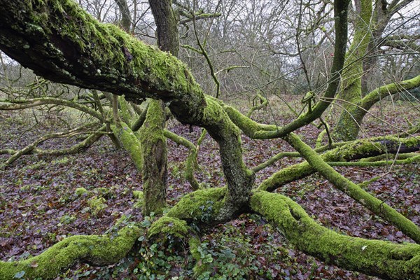 Mossy english oak