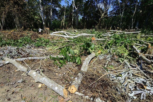 Man with machete cutting wood in the jungle