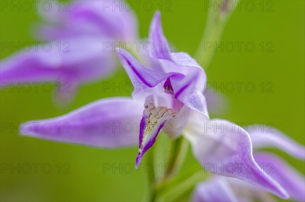 Helleborine