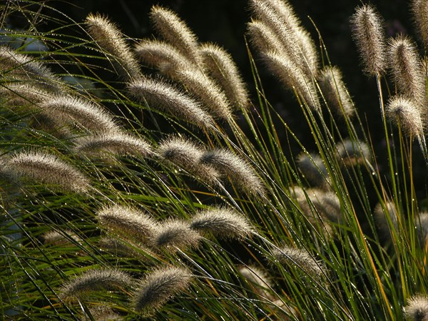 Lamplighter Grass dwarf fountain grass