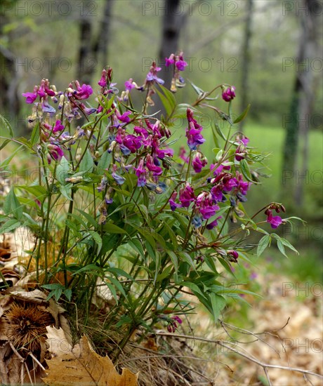 Mountain vetch