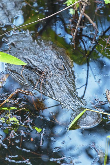 American alligator