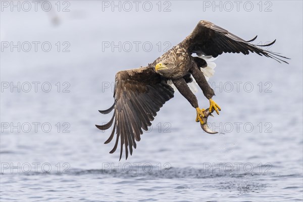 White-tailed eagle