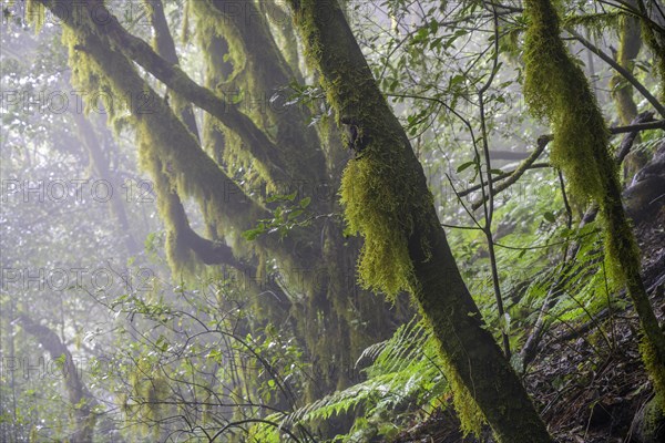 Laurel forest near El Cedro