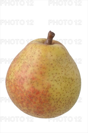 Pear variety Philips pear