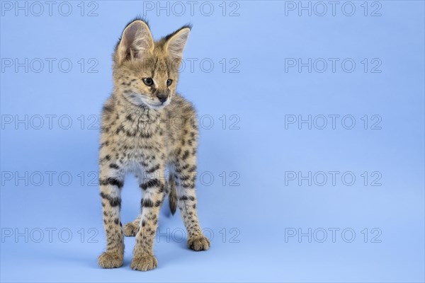 Serval