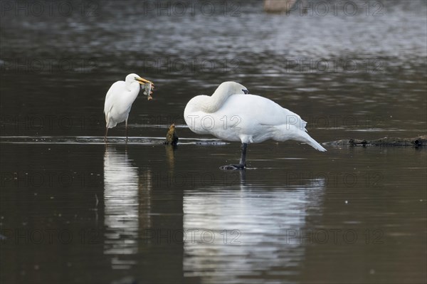 Great egret