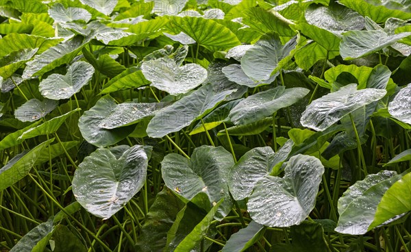 Butterbur