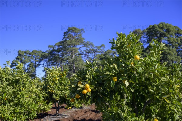 Orange trees