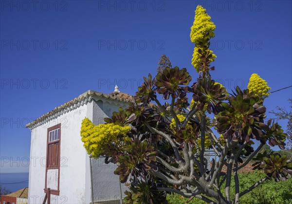 Tree aeonium