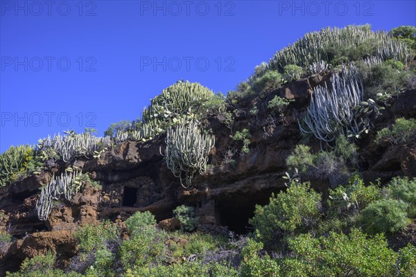 Canary island spurge