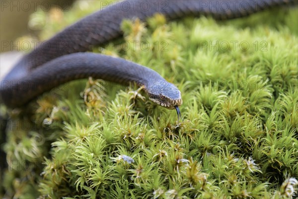 Common european viper