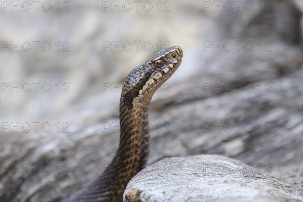 Common european viper