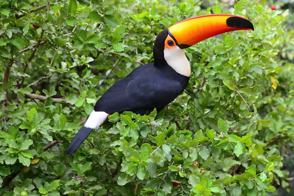 Toco toucan