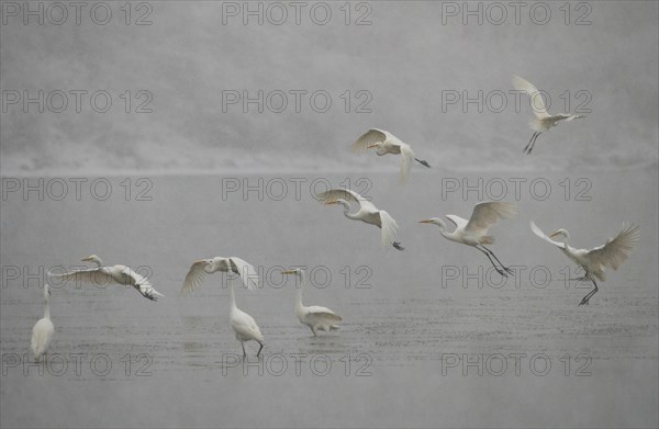 Great egret