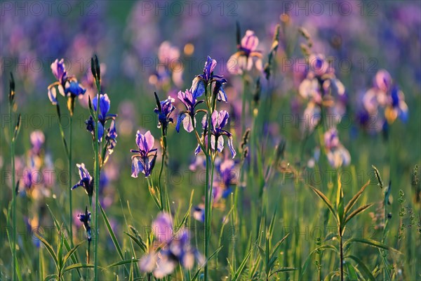 Siberian iris